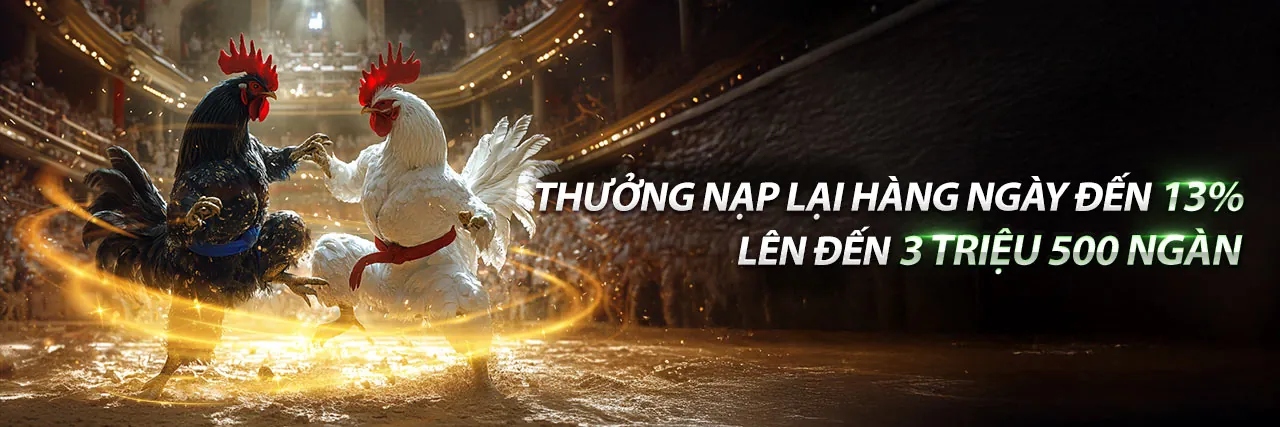 Xem cựa gà đá trực tiếp tại đấu trường sôi động